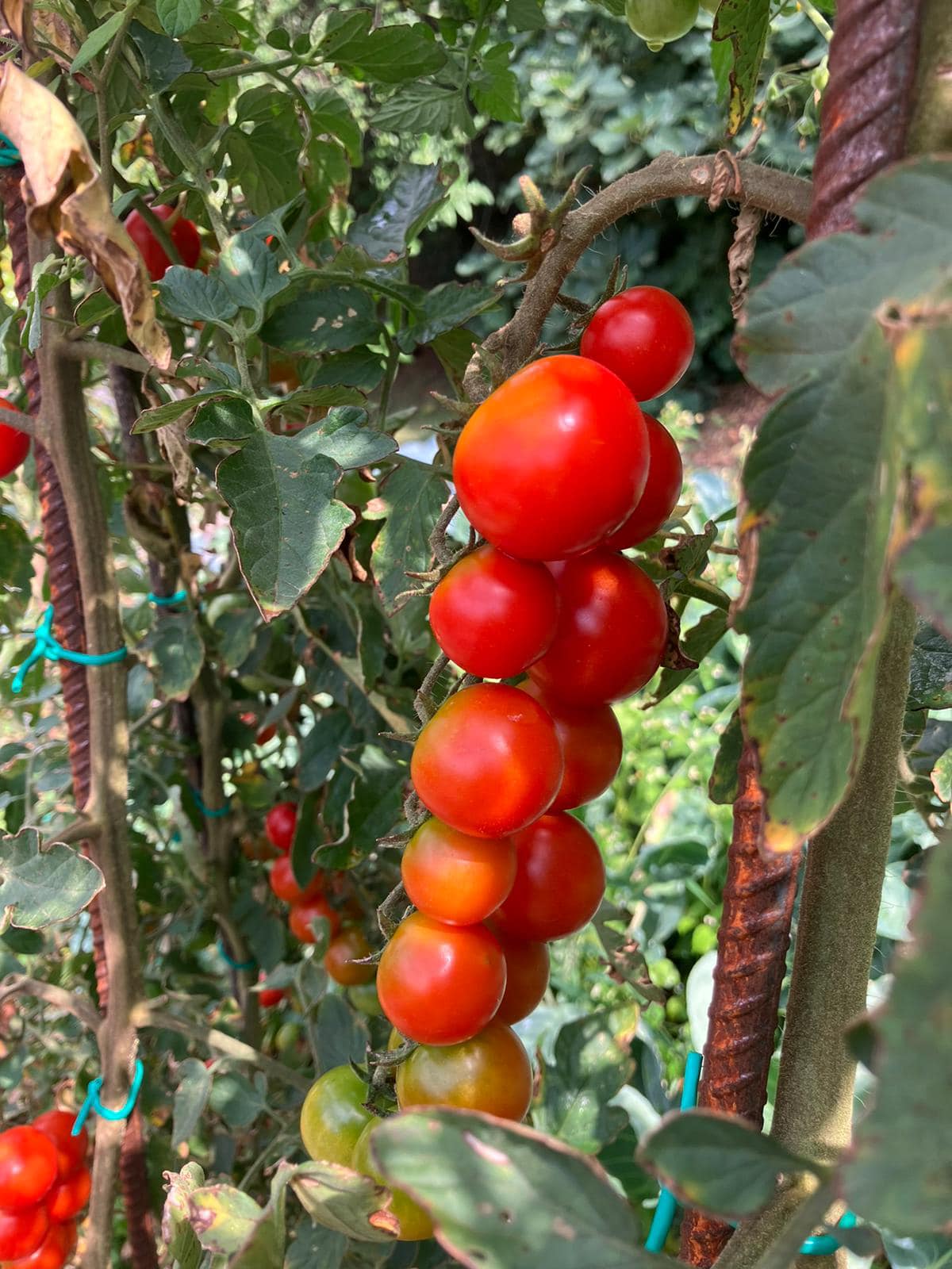 AGRIZANDONA_pomodori_rossi