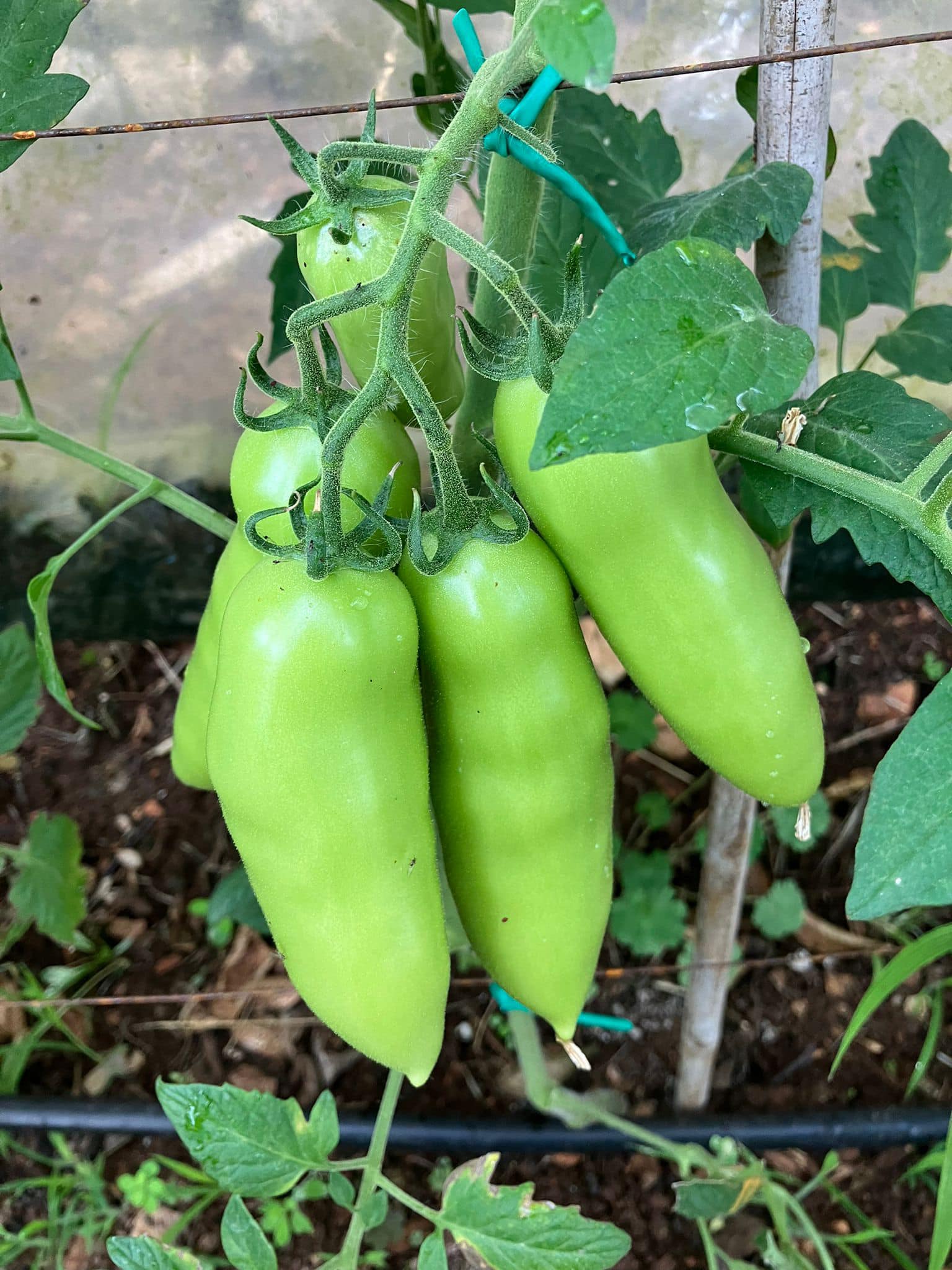 AGRIZANDONA_pomodori_verdi