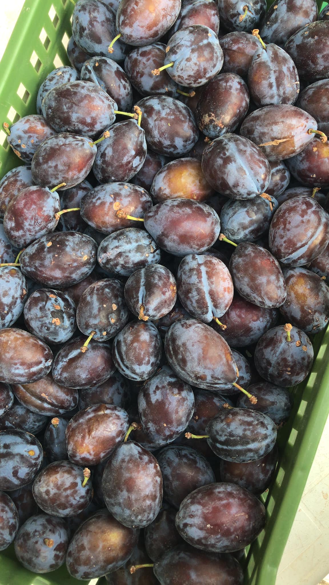 Agrizandona_frutta